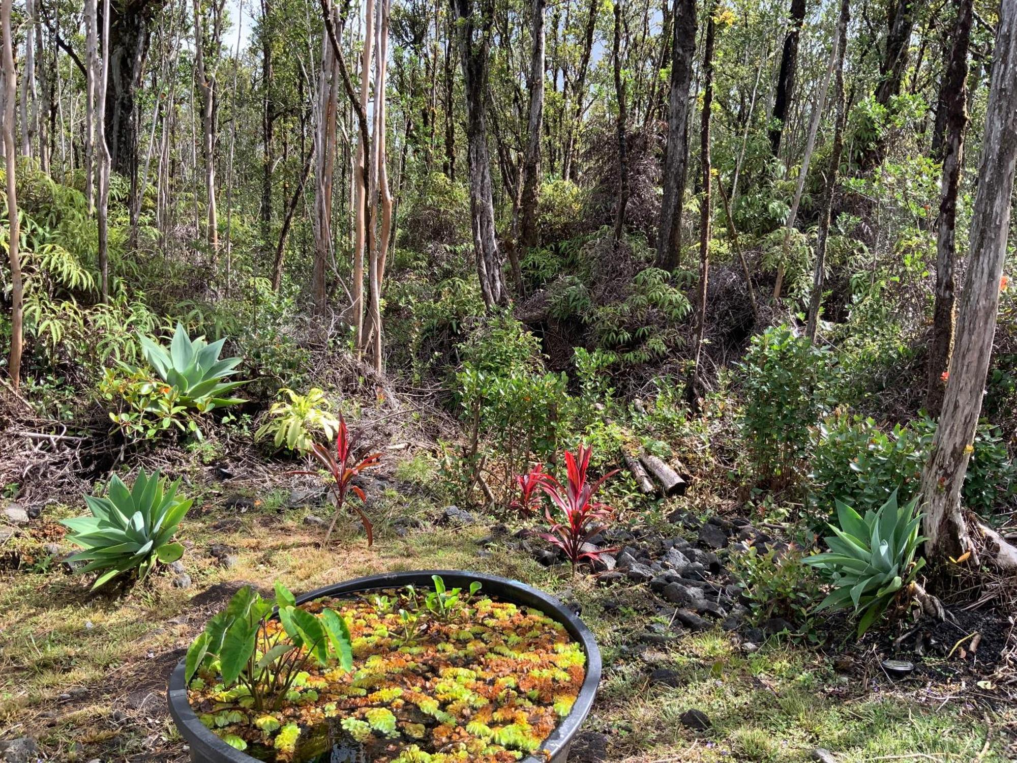Exotic Garden Cottage At Amazing Volcano Fissure Mountain View Bagian luar foto
