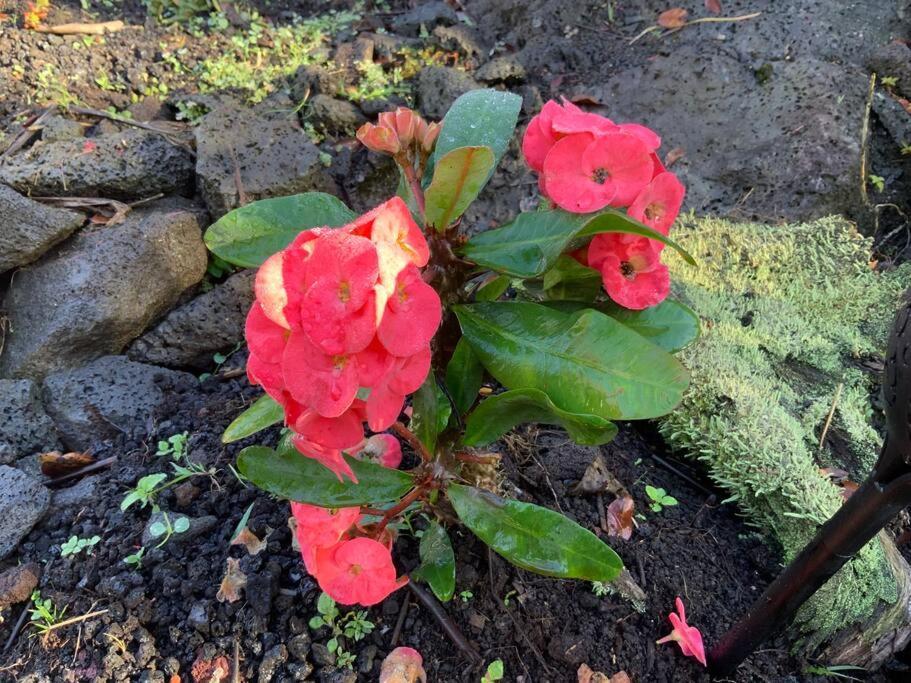 Exotic Garden Cottage At Amazing Volcano Fissure Mountain View Bagian luar foto