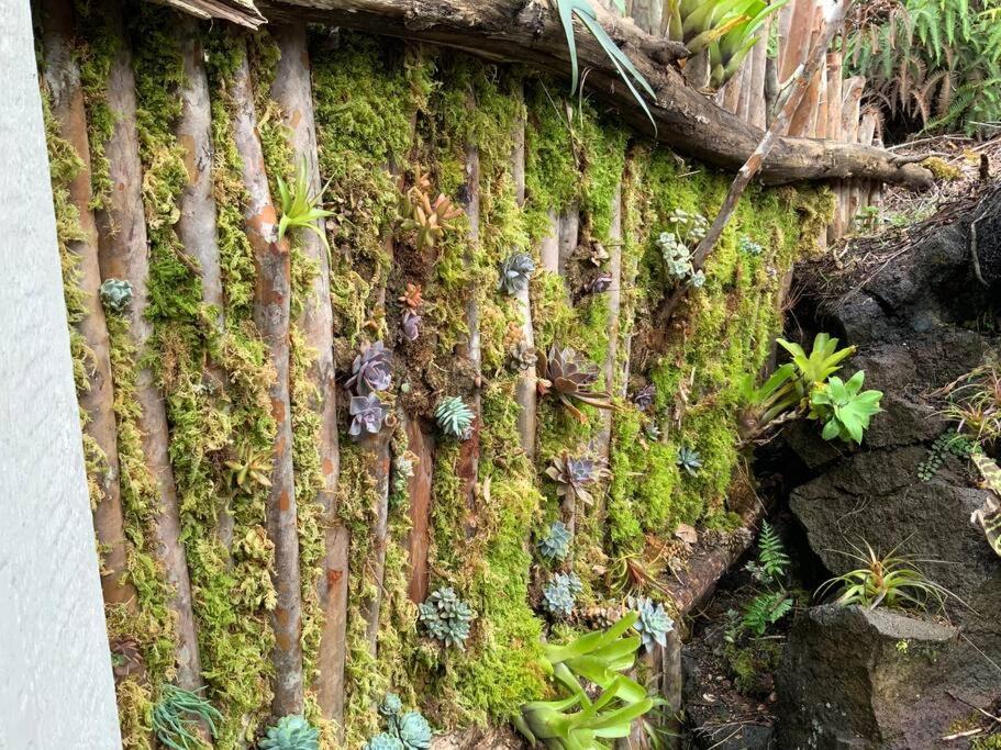 Exotic Garden Cottage At Amazing Volcano Fissure Mountain View Bagian luar foto